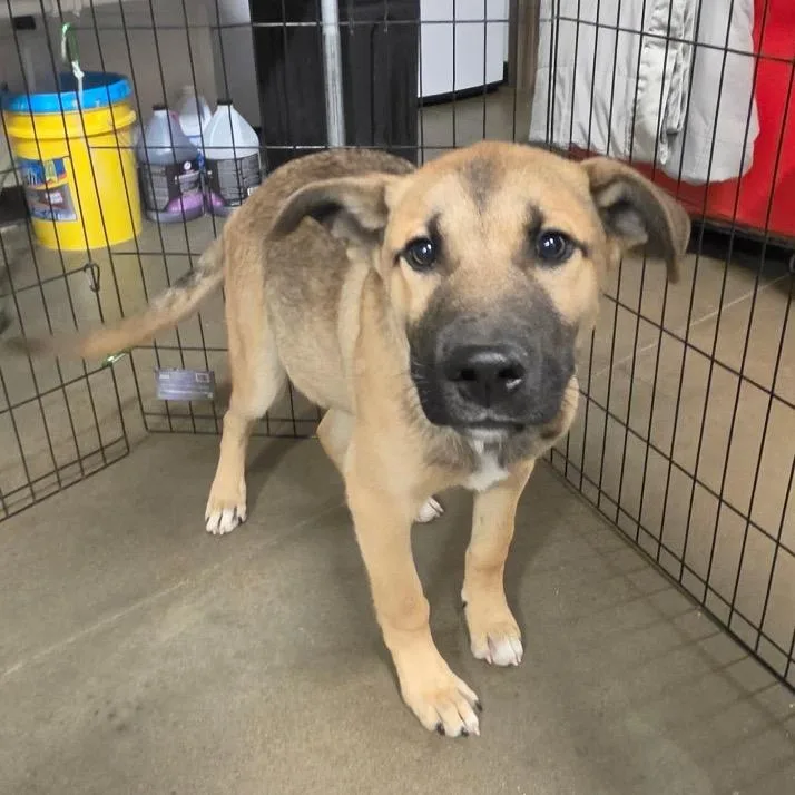 A young medium-sized male Yellow / Tan / Blond / Fawn Mixed Breed dog named Doug for adoption in Bismarck, ND