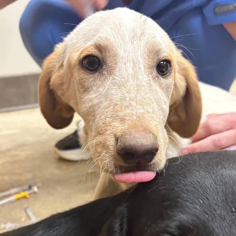 A baby small-sized male White / Cream Labrador Retriever dog named Andro for adoption in West Point, MS