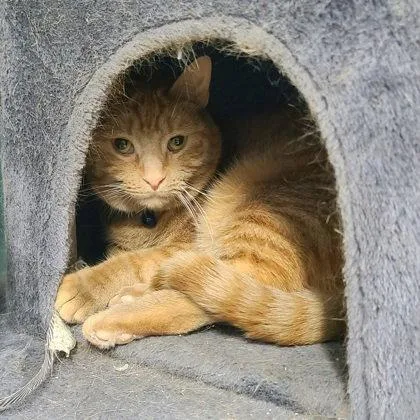 An adult medium-sized female Orange / Red Domestic Short Hair cat named 6985 (Sara) for adoption in Lake City, MI