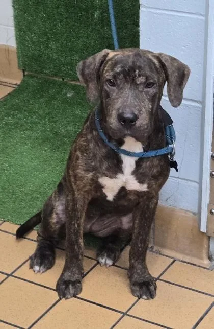 A baby medium-sized female Hound dog named Denali for adoption in Gainesville, FL