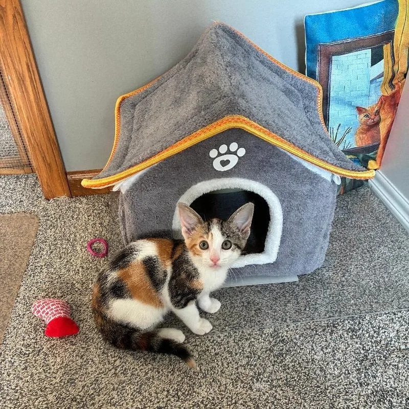 A baby medium-sized female Calico cat named Mazie for adoption in Omaha, NE