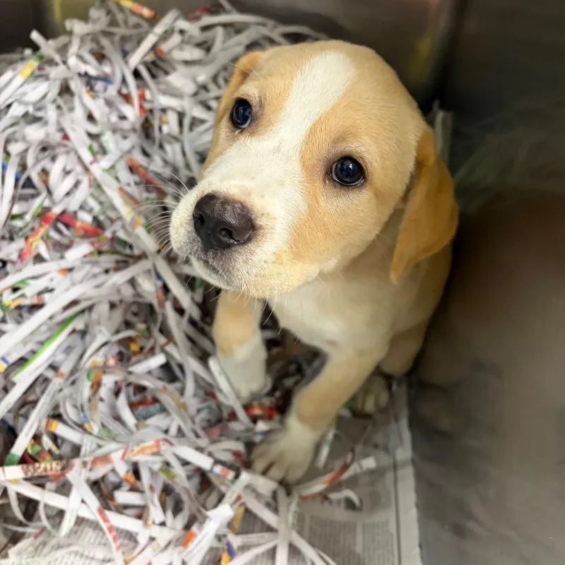 A baby small-sized female Yellow / Tan / Blond / Fawn Terrier dog named Lingo for adoption in Montgomery, AL