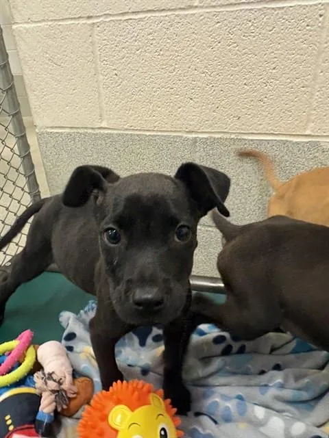 A baby small-sized male Pit Bull Terrier dog named Logan for adoption in Statesville, NC