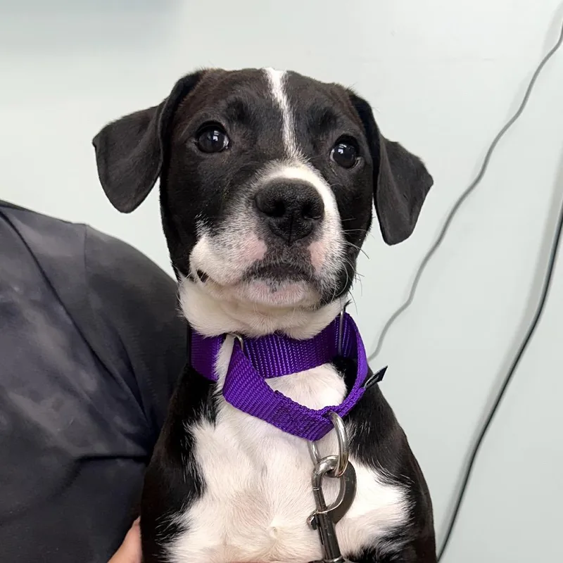A baby small-sized male Black Mixed Breed dog named Patch for adoption in Skokie, IL