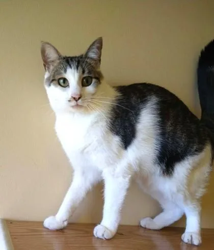 An adult medium-sized male Tabby (Tiger Striped) Domestic Short Hair cat named Haddock for adoption in Fremont, MI