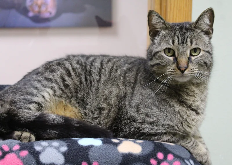 An adult large-sized male Domestic Short Hair cat named Leon for adoption in Portage, WI