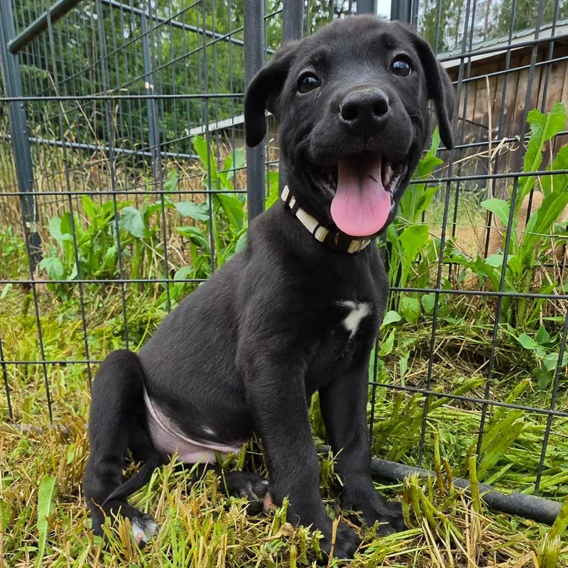 A baby large-sized male Black Belgian Shepherd / Malinois dog named Gunner for adoption in Centralia, WA