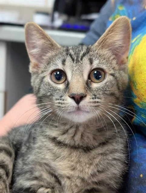 A baby small-sized female Domestic Short Hair cat named Juliet for adoption in Canfield, OH