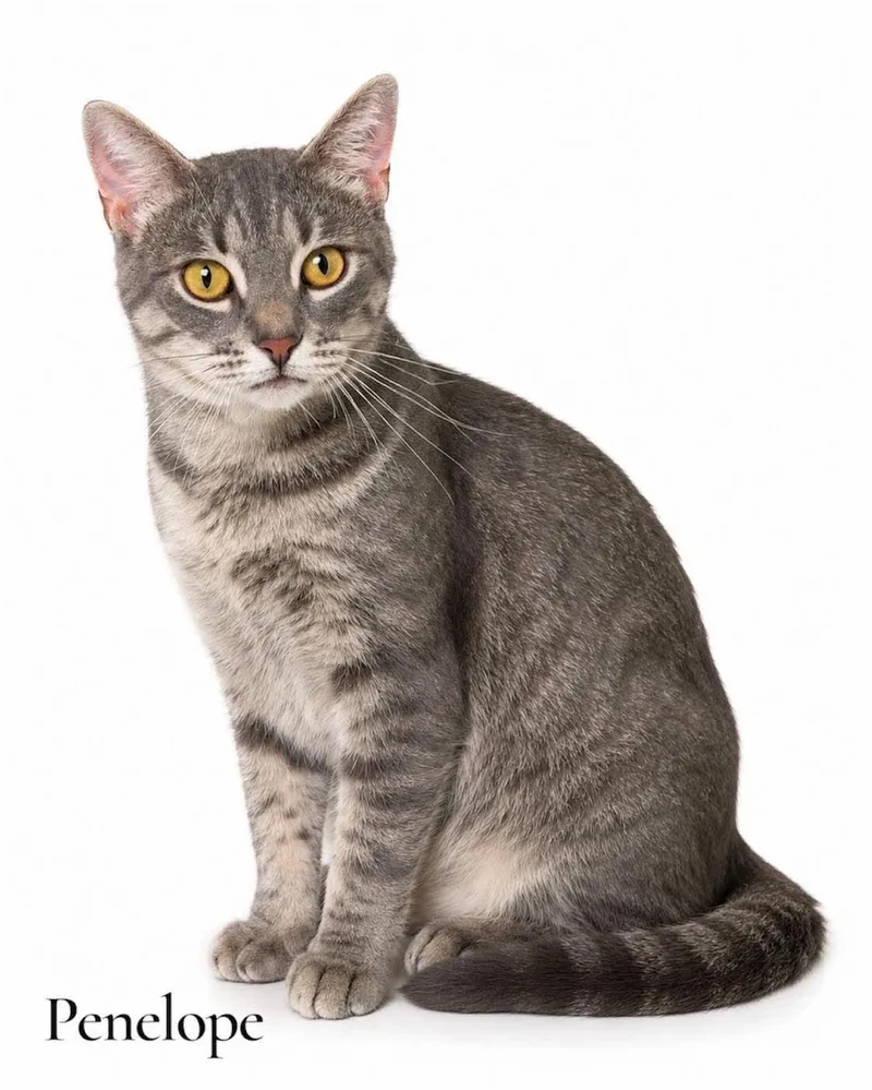 An adult medium-sized female Domestic Short Hair cat named Penelope for adoption in Stevensville, MI
