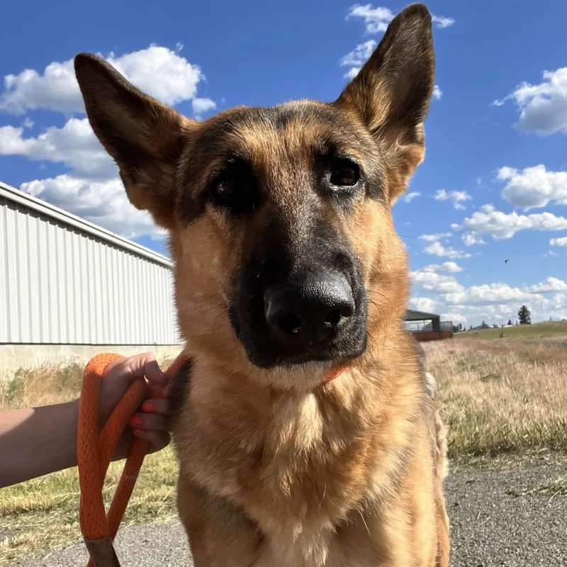 An adult medium-sized female Yellow / Tan / Blond / Fawn Shepherd dog named Fiona for adoption in Spokane, WA
