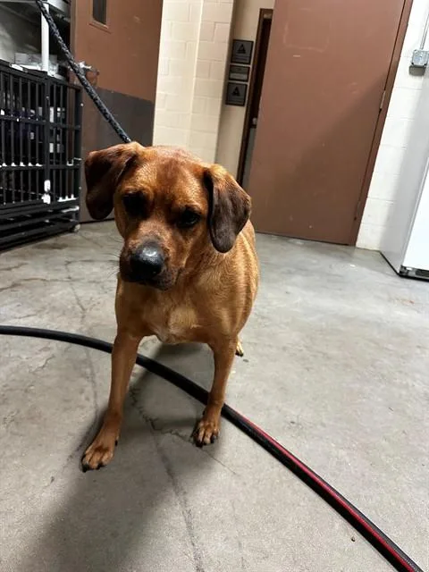An adult medium-sized male Redbone Coonhound dog named Chili for adoption in Olivette, MO