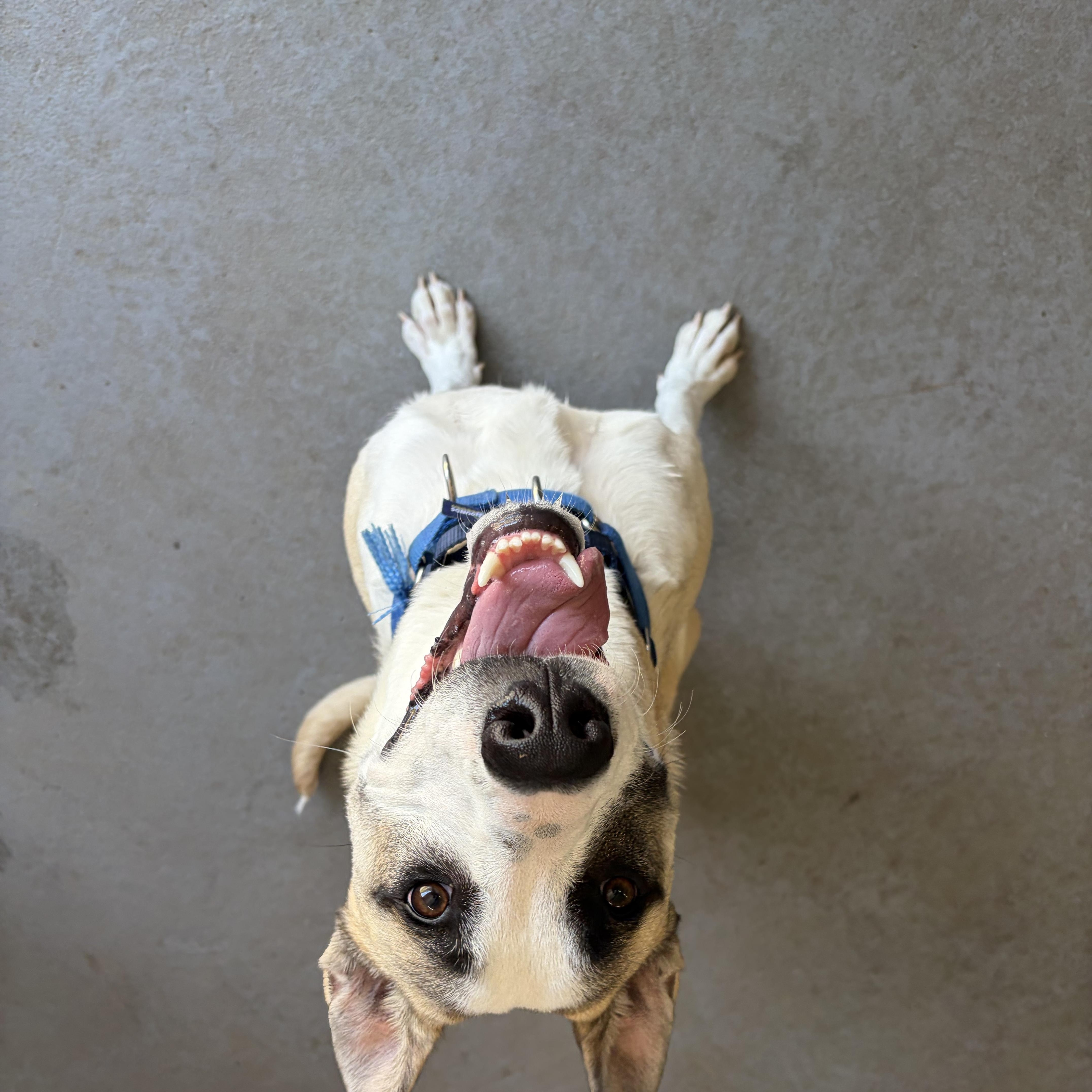 A young large-sized male White / Cream Belgian Shepherd / Malinois dog named Shep for adoption in Cranston, RI