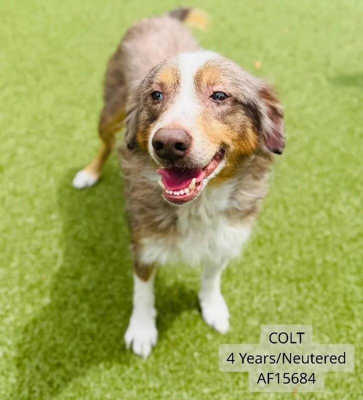 Colt