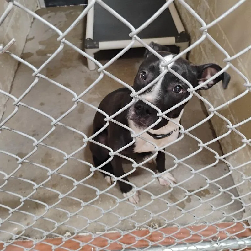 A young medium-sized female Black Mixed Breed dog named Lana for adoption in East Smithfield , PA