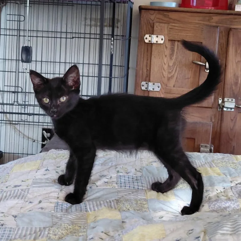 A baby medium-sized male Black Domestic Short Hair cat named Clover for adoption in Willows, CA