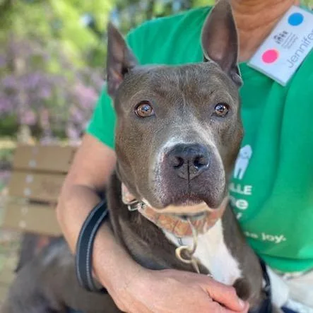 An adult medium-sized female Gray / Blue / Silver Mixed Breed dog named Bonnie for adoption in Jacksonville, FL