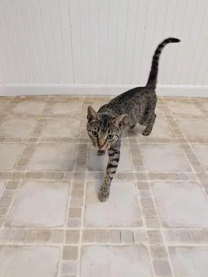 A young medium-sized female Domestic Short Hair cat named Pepper for adoption in Bloomsburg, PA