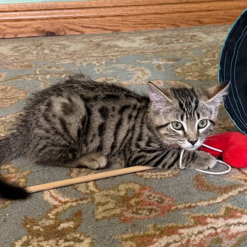 A baby small-sized female Brown / Chocolate Domestic Short Hair cat named Cherry for adoption in Gibsonia, PA