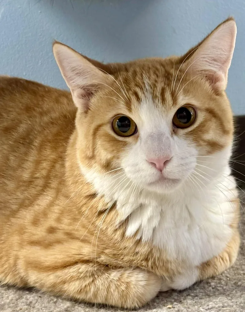 An adult medium-sized male Orange & White Domestic Short Hair cat named Yogi for adoption in Champaign, IL