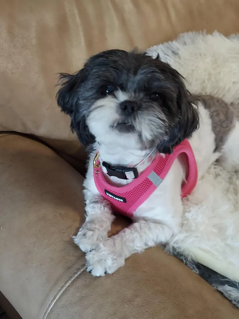 Minnie Tonka