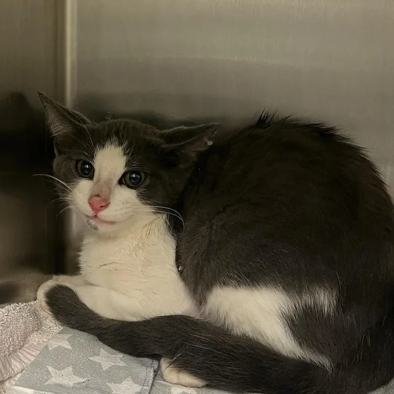 A baby small-sized male Gray / Blue / Silver Domestic Short Hair cat named Parsley for adoption in Charlottesville, VA