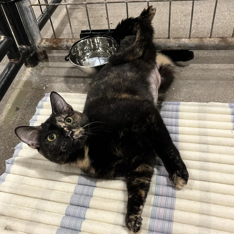 An adult small-sized female Tortoiseshell Domestic Short Hair cat named Bambi for adoption in Columbus, OH