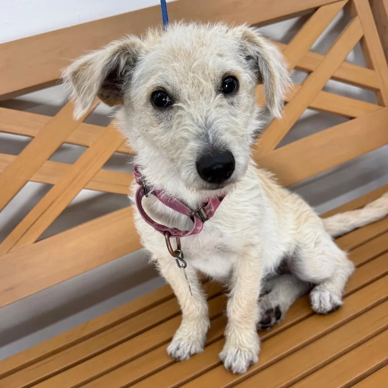 A baby medium-sized female White / Cream Terrier dog named Perla for adoption in Point Richmond, CA