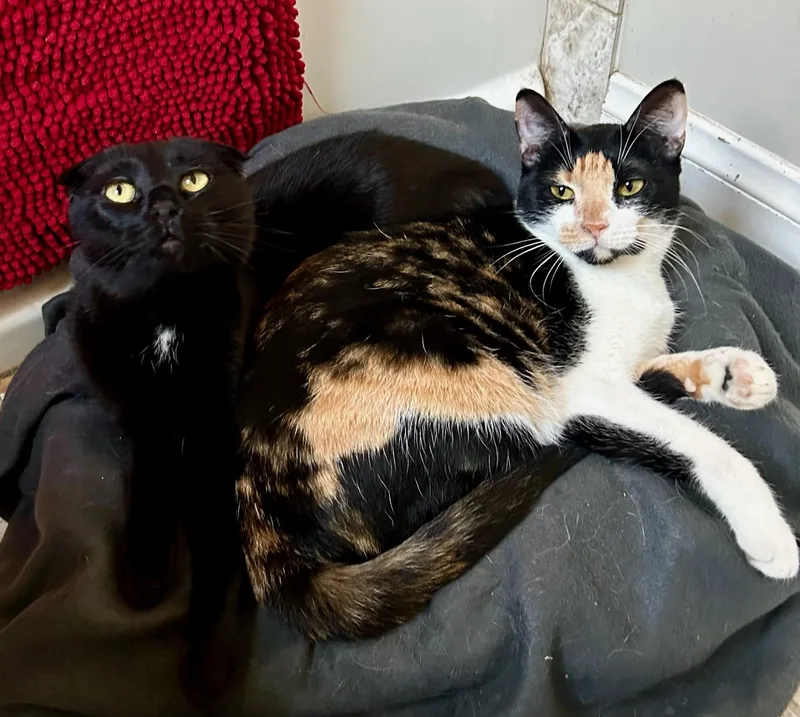 A young small-sized female Calico Domestic Short Hair cat named Tiffany for adoption in North Hollywood, CA