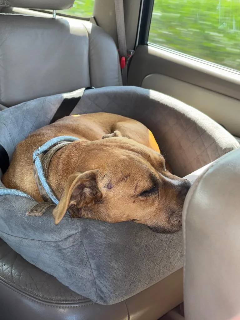 A senior medium-sized female Boxer dog named Sunshine for adoption in Hartford City, IN