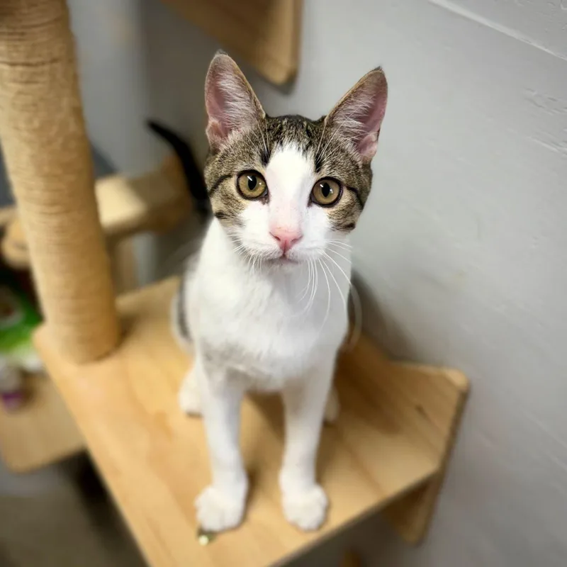 A baby medium-sized male White Tabby cat named Junior for adoption in Tulsa, OK