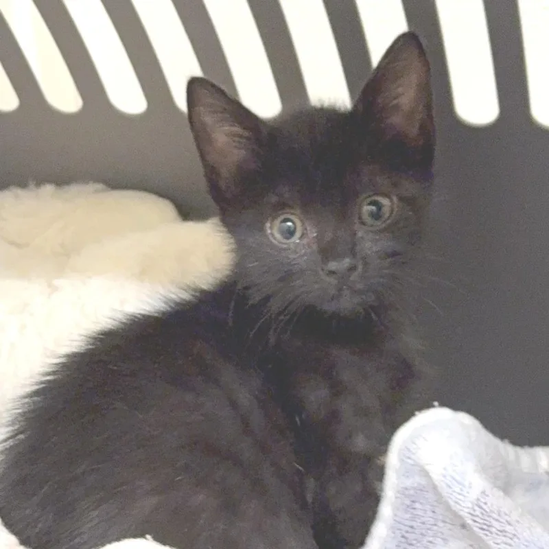 A baby medium-sized female Black Domestic Short Hair cat named Diva DHH for adoption in Austin, TX