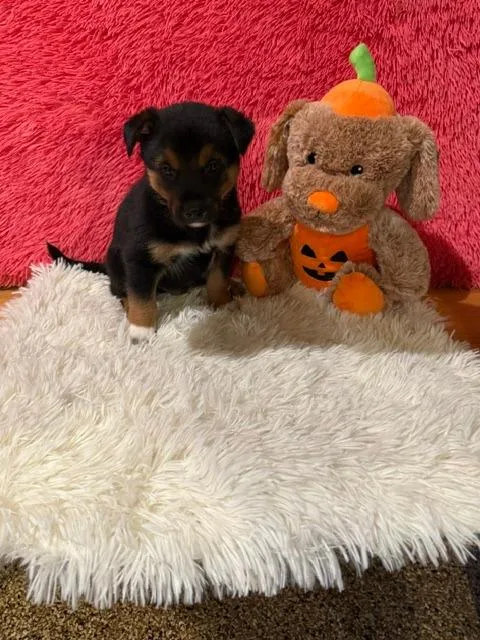 A baby large-sized male Mixed Breed dog named Kaiser for adoption in Hot Springs, SD