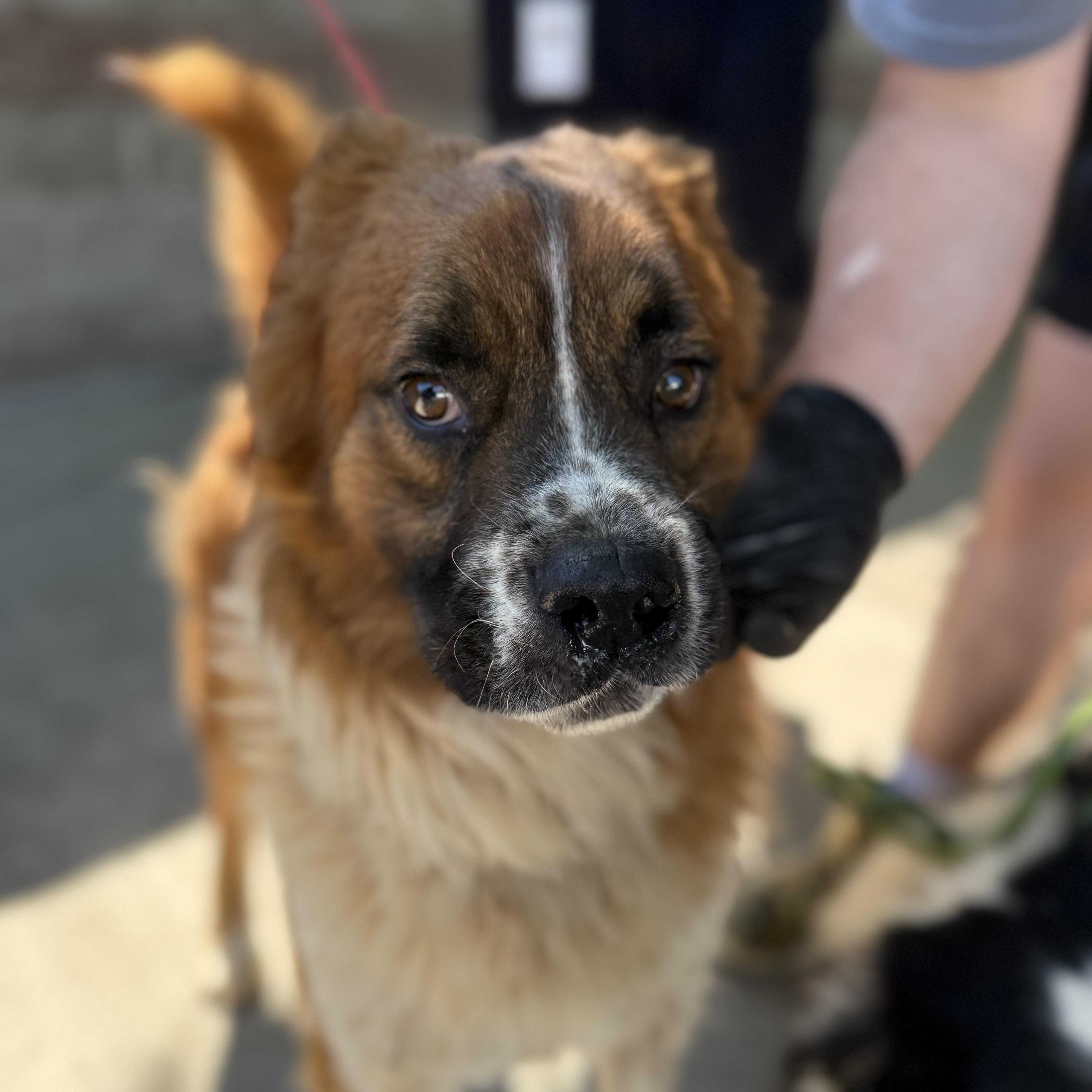 An adult medium-sized male Tricolor (Brown, Black, & White) Retriever dog named Sillybean for adoption in Columbia, SC