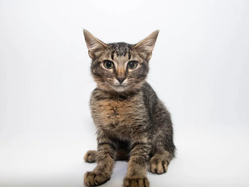 A baby medium-sized male Domestic Short Hair cat named Zack for adoption in Lansing, KS
