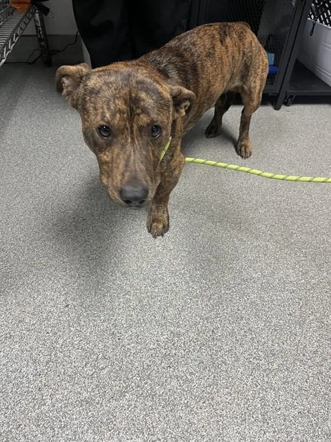 A young medium-sized male Pit Bull Terrier dog named Rugrat for adoption in Lincolnton, NC