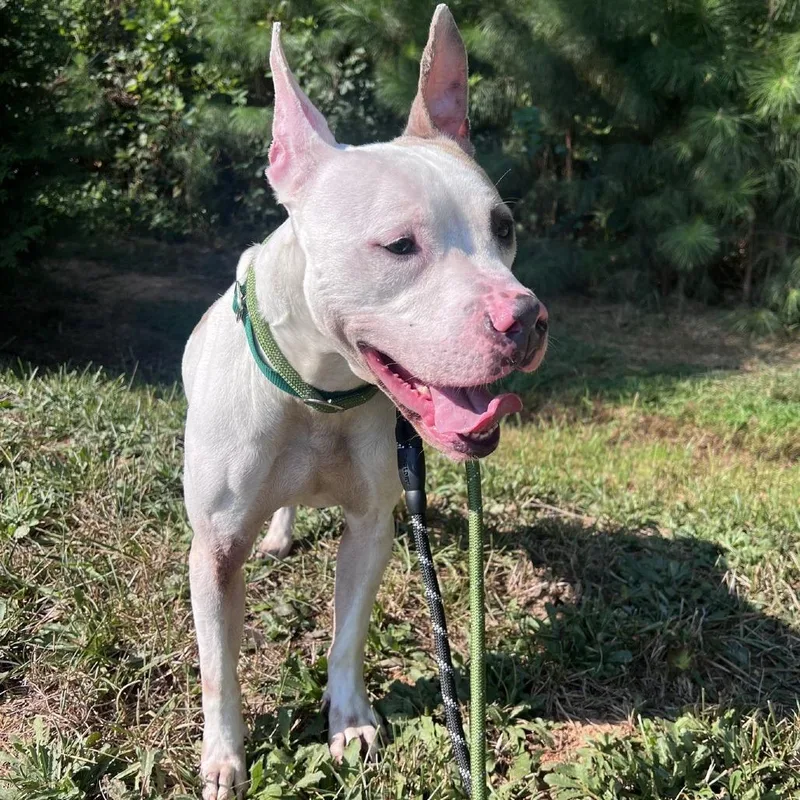 An adult medium-sized male Pit Bull Terrier dog named Sprocket for adoption in Greensboro, NC