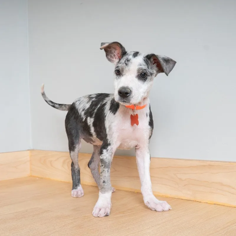 A baby small-sized female Black Terrier dog named Hippo D for adoption in Minnetonka, MN