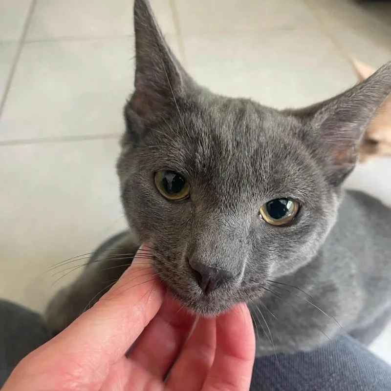 A baby medium-sized male Gray / Blue / Silver Domestic Short Hair cat named Taffy for adoption in Queen Creek, AZ