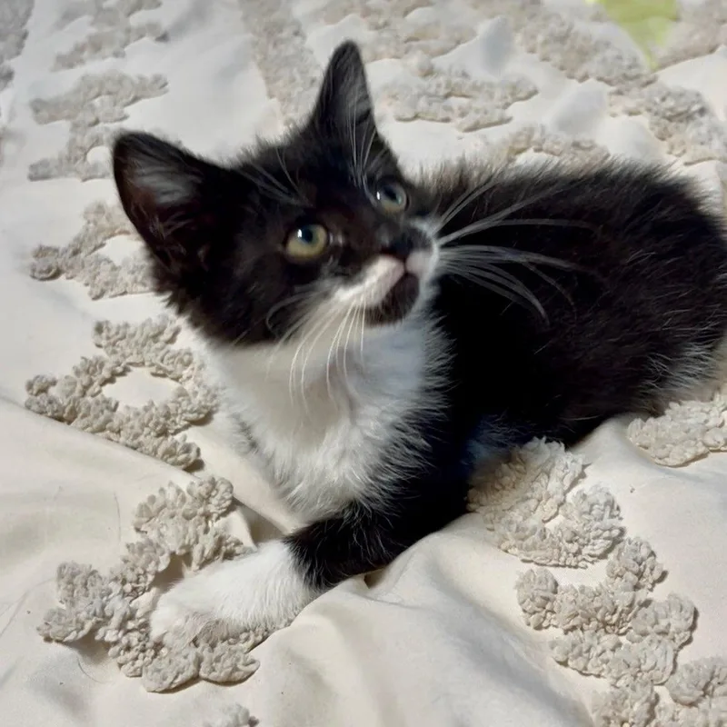 A baby medium-sized female Black & White / Tuxedo Domestic Short Hair cat named Linguini Bonded with Rigatoni for adoption in West Jefferson, OH