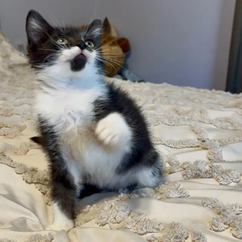 Linguini Bonded with Rigatoni thumbnail 2