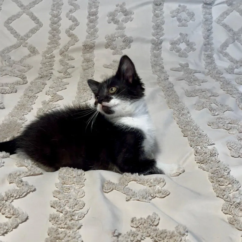 Linguini Bonded with Rigatoni thumbnail 3
