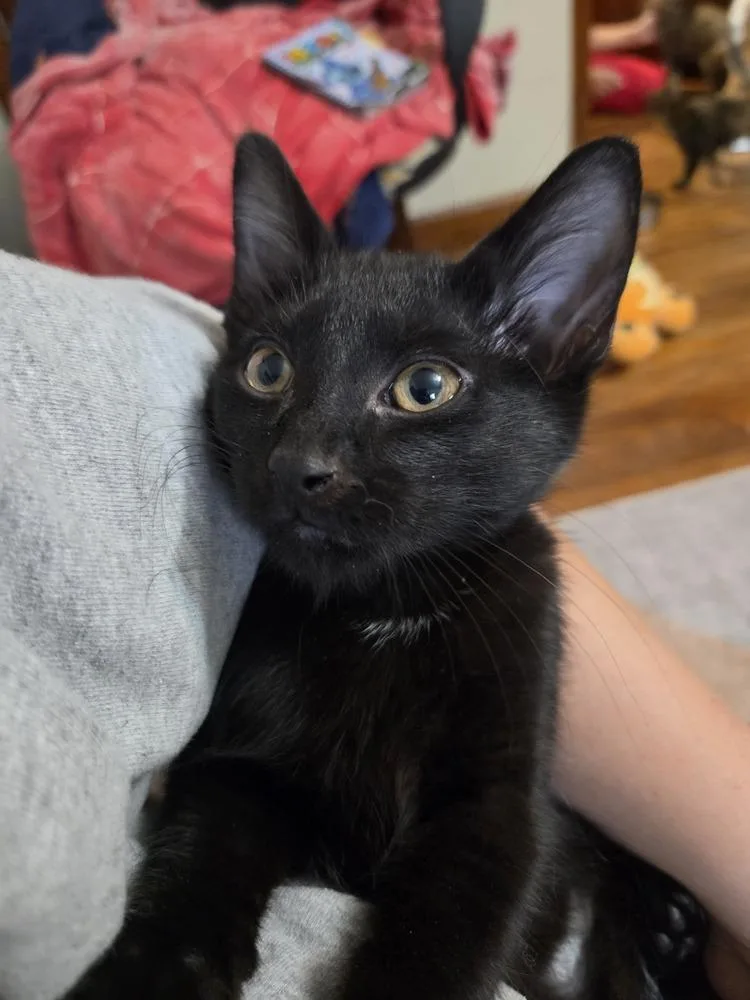 A baby small-sized male Domestic Short Hair cat named Gojo for adoption in Lincoln Park, MI