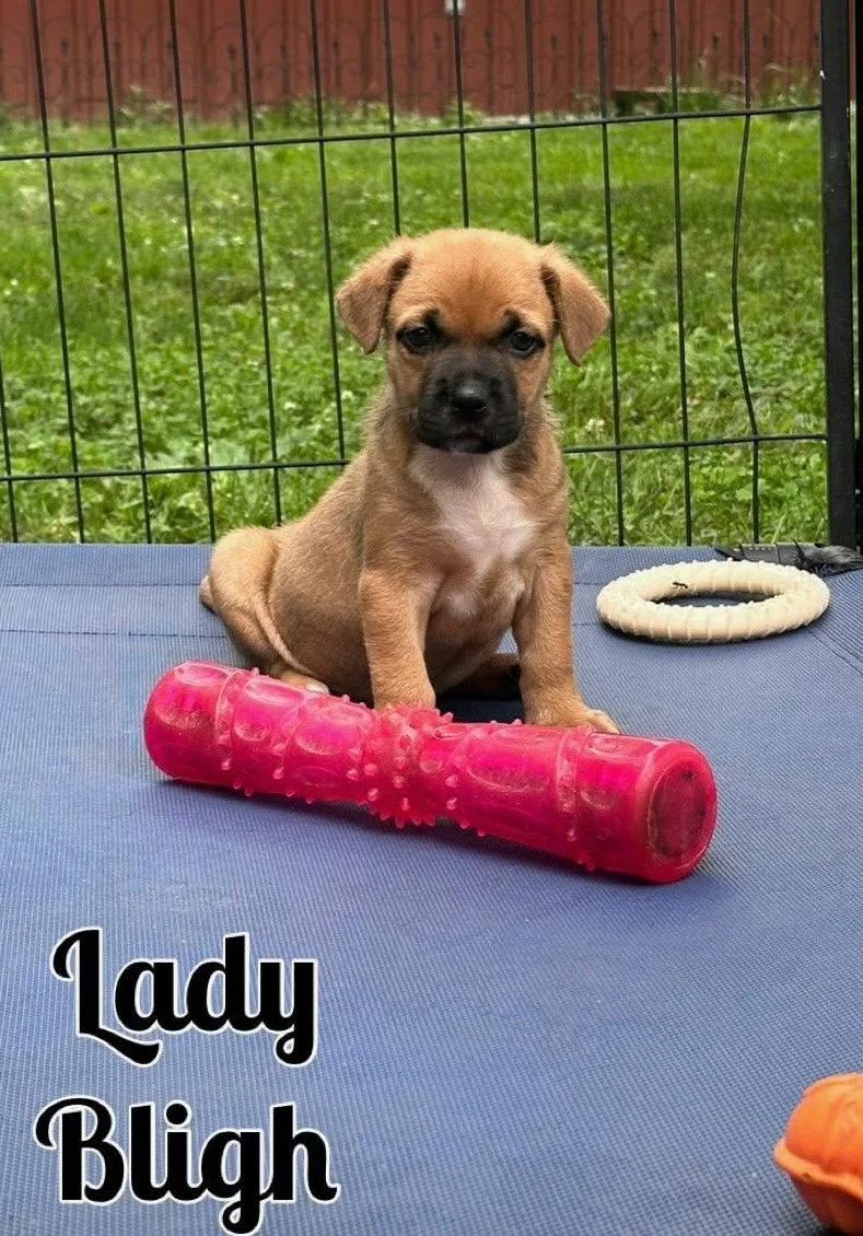 A baby medium-sized female Mixed Breed dog named Whiskey Pups  Lady for adoption in Ashville, OH