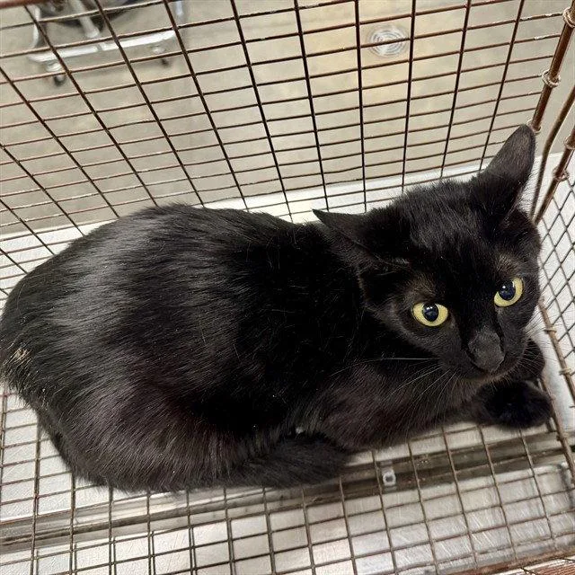 An adult medium-sized female Domestic Short Hair cat named Mom Cat for adoption in Tavares, FL