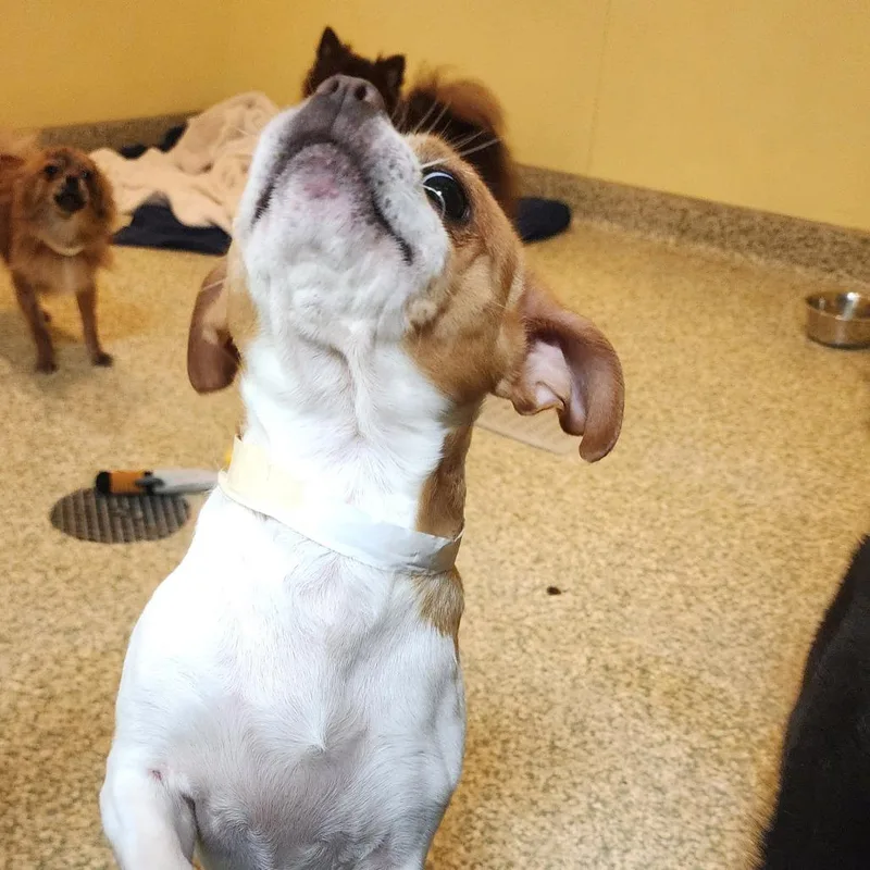 An adult small-sized male White / Cream Chihuahua dog named Dinosaurus for adoption in Bedford, NH