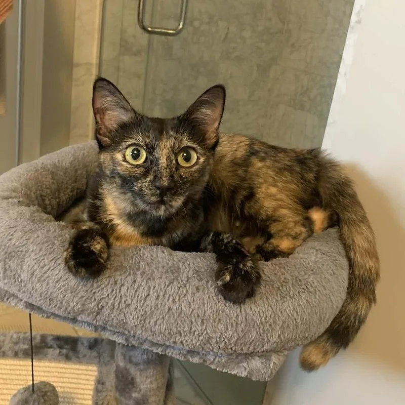 An adult medium-sized female Tortoiseshell Domestic Short Hair cat named Autumn for adoption in Los Angeles, CA