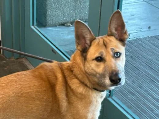 An adult large-sized female German Shepherd Dog dog named Teba for adoption in Chatsworth, CA