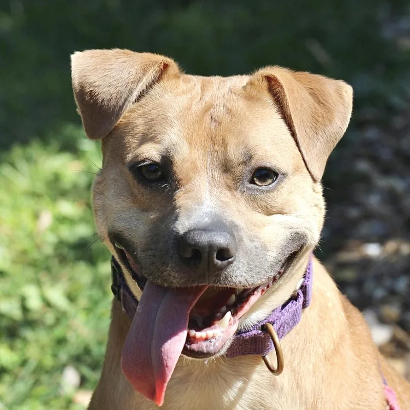 An adult medium-sized male Yellow / Tan / Blond / Fawn Labrador Retriever dog named Trevor for adoption in Briarcliff Manor, NY