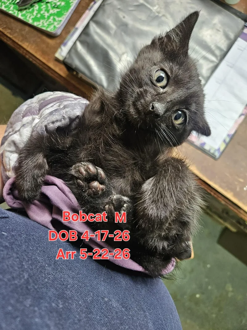 A baby small-sized male Domestic Short Hair cat named Bobcat for adoption in Nucla, CO