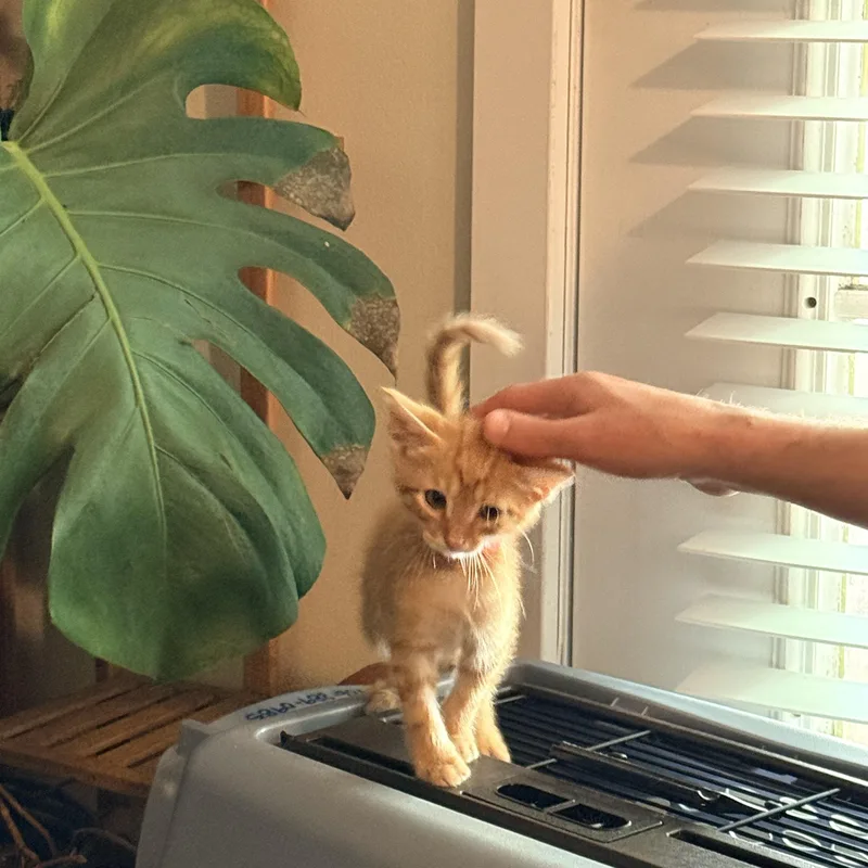 Zeppelin Athens  Ga thumbnail 3